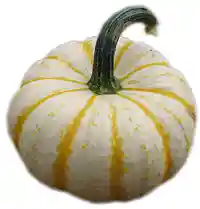 Pumpa (Concerto)