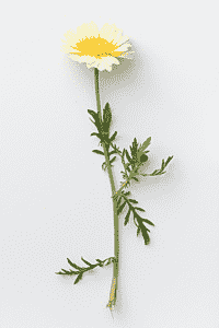 Shungiku (Chrysanthemum coronarium)