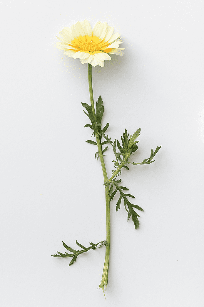 Shungiku (Chrysanthemum coronarium)