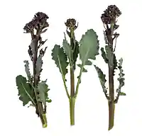 Sparrisbroccoli