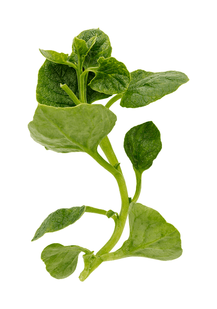 Ulluku (Ullucus tuberosus)