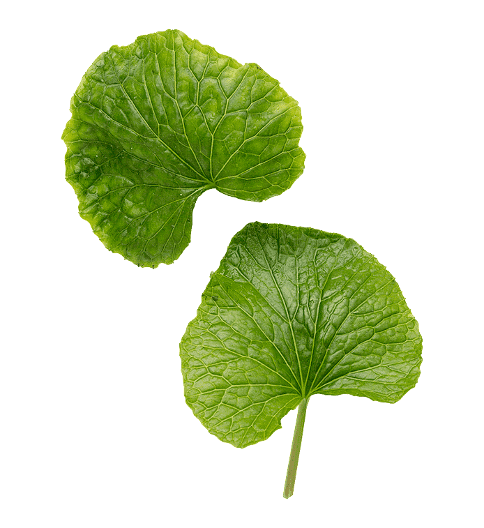Wasabi (wasabiblad)