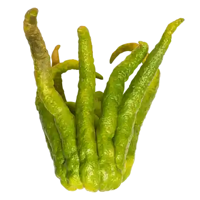 Buddhas hand