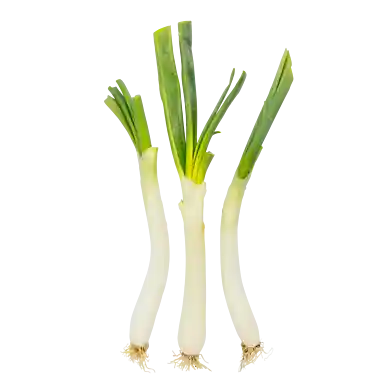 Calçots