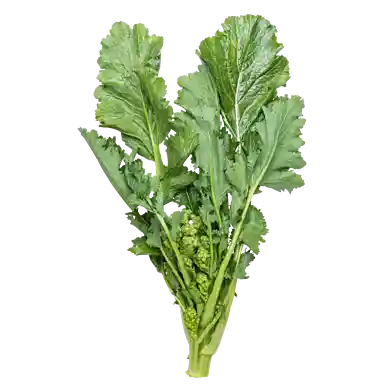 Cime di rapa