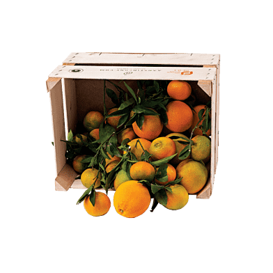 CitrusKassen