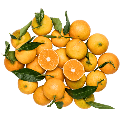 ClementinPosen