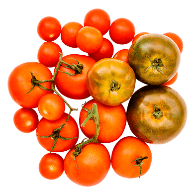 Den Lille Tomatkasse