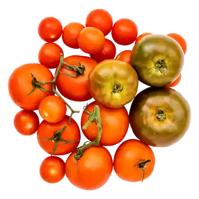 Den Lille Tomatkasse