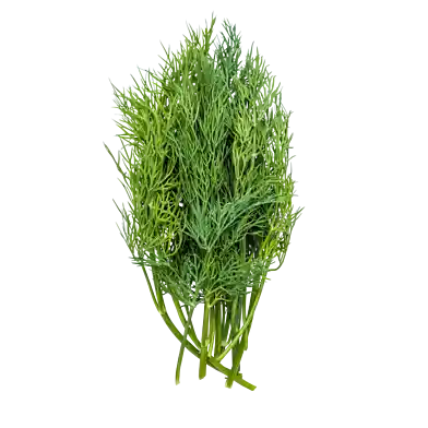 Dill