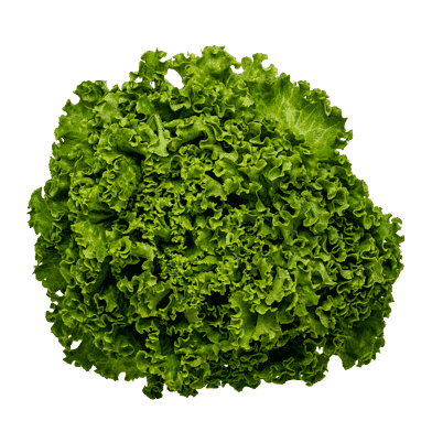 Grøn Batavia-salat