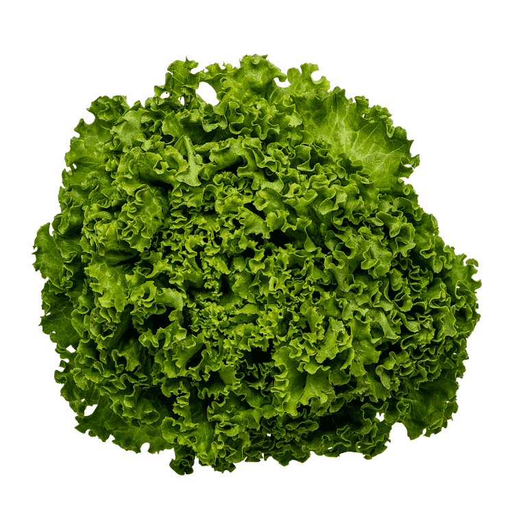 Grön batavia