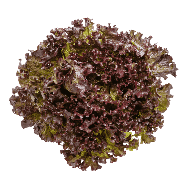 Batavia-salat