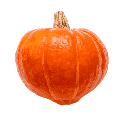 Hokkaido græskar
