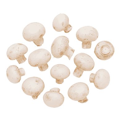 Hvide champignon
