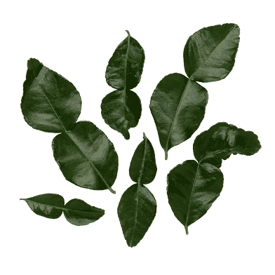 Färska kaffir-limeblad