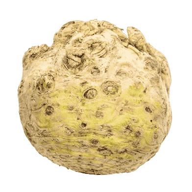 Knoldselleri
