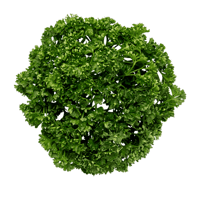 Kruspersille