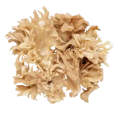 Maitake-svampe