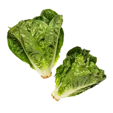 Mini-romaine