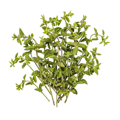 Oregano