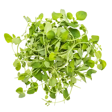 Oregano