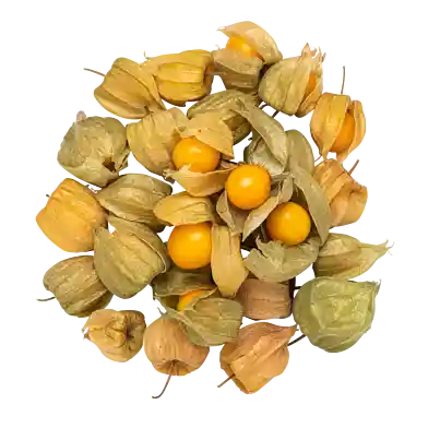 Physalis