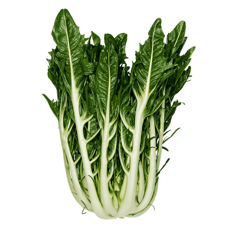 Puntarella