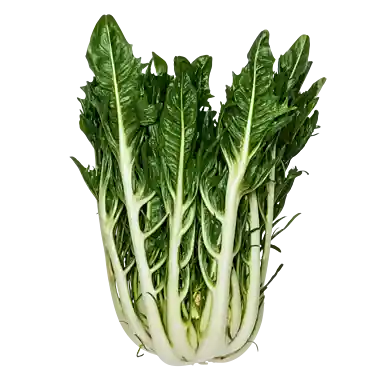 Puntarelle