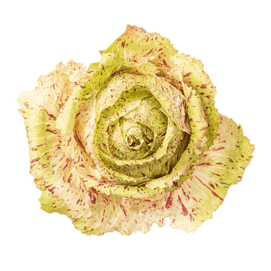 Castelfranco-radicchio