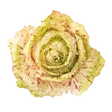 Castelfranco-radicchio