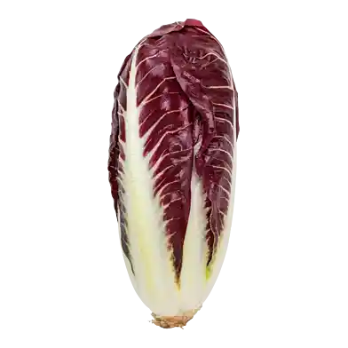 Radicchio