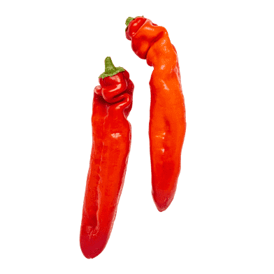 Röd palermo-paprika