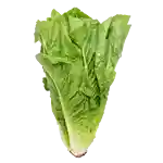 Grøn romaine (DK)