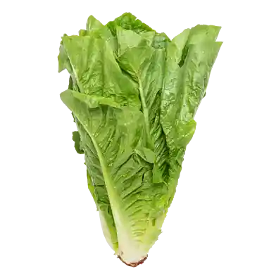 Grøn Romaine