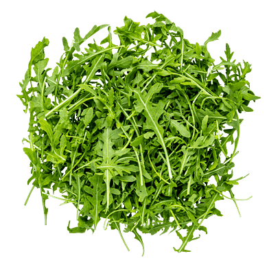Ruccola