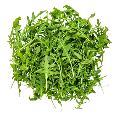 Ruccola