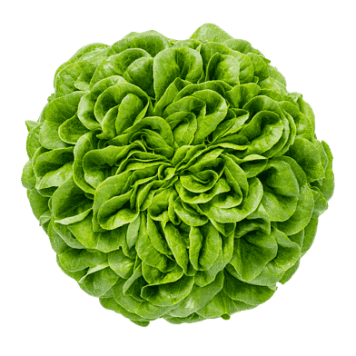 Grön salanova-sallat