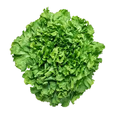 Escarole-salat