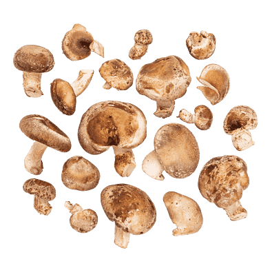 Shiitake-svampe