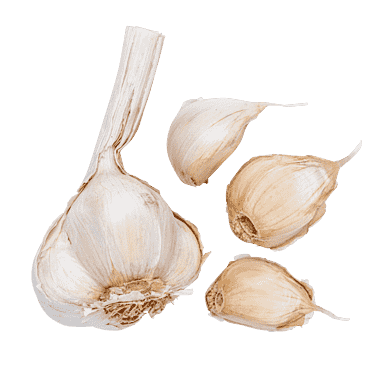Vitlök