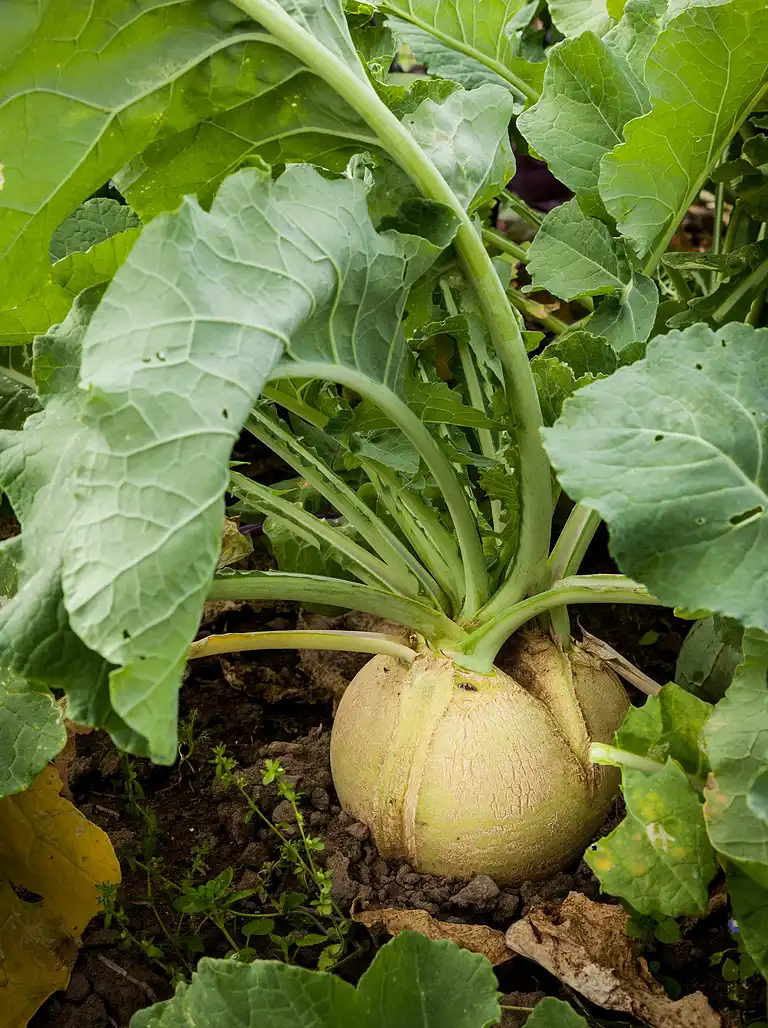 Grov kålrabimos med gedeost