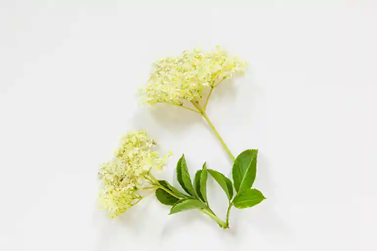 Hyldeblomst og hindbær