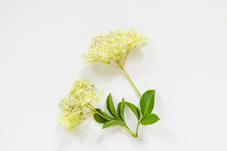 Hyldeblomst og hindbær