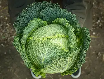 Kåldolmere med stegte svampe og løg a'la grecque og quinoa