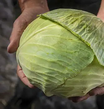 Råkostsalat