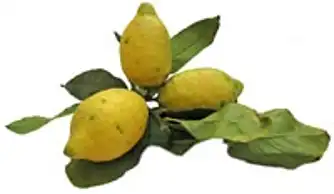 Citronpotatis