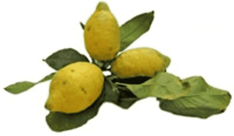 Citronpotatis