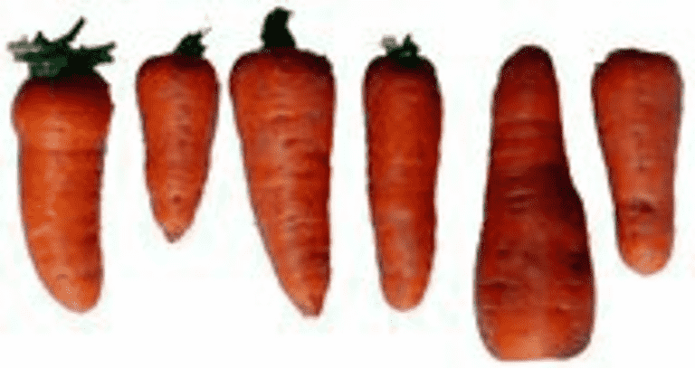 Clementinstekta morötter med persilja