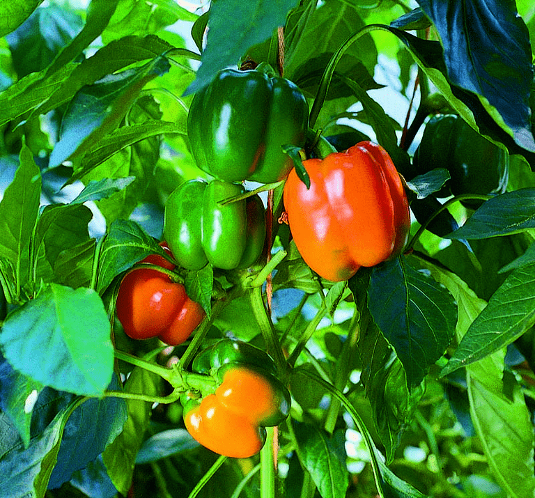 Sallad med grillad paprika, mozzarella och tomater. - recept från ...